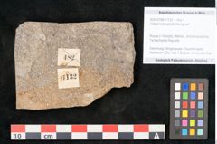 Foto (Objekt + Etikett) von Voltzia heterophylla Brongniart (NHMW-GEO-2024-0188-11132)
